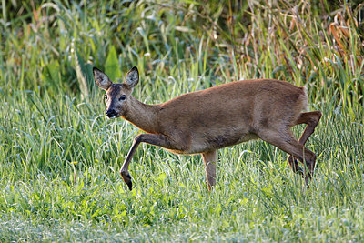 BUITEN BEELD Foto: 253428