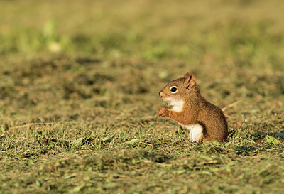 BUITEN BEELD Foto: 261543