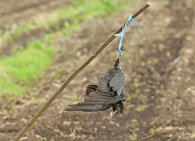 BUITEN BEELD Foto: 266831