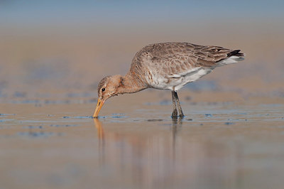 BUITEN BEELD Foto: 268122