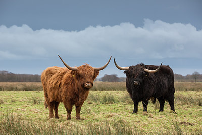 BUITEN BEELD Foto: 269396