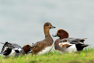 BUITEN BEELD Foto: 270609