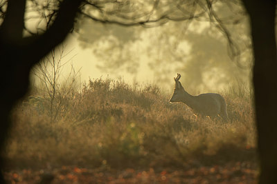 BUITEN BEELD Foto: 270656