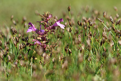 BUITEN BEELD Foto: 275463