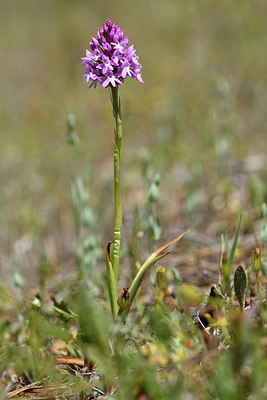 BUITEN BEELD Foto: 276324