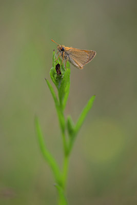 BUITEN BEELD Foto: 276458