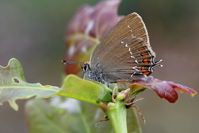 BUITEN BEELD Foto: 276961