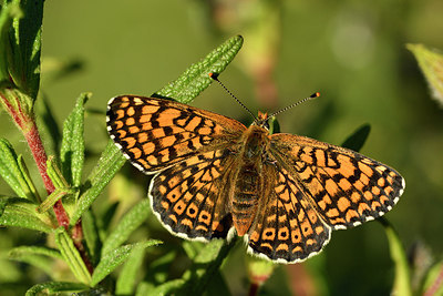 BUITEN BEELD Foto: 277665