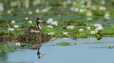 BUITEN BEELD Foto: 278866