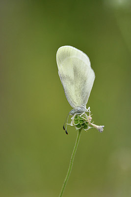 BUITEN BEELD Foto: 282196