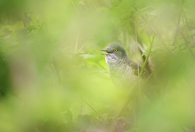 BUITEN BEELD Foto: 285854