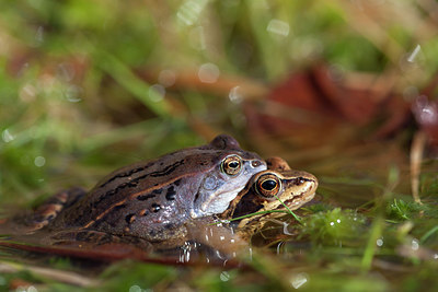 BUITEN BEELD Foto: 286396