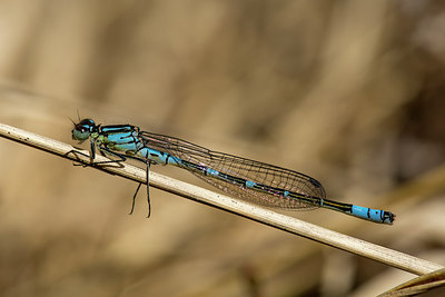 BUITEN BEELD Foto: 286627