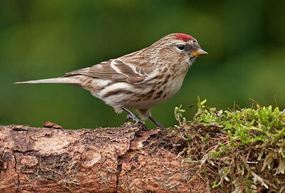 BUITEN BEELD Foto: 287420