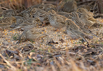 BUITEN BEELD Foto: 287421