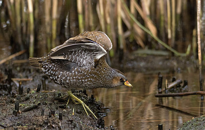 BUITEN BEELD Foto: 287580