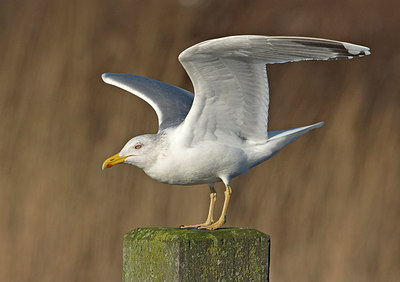 BUITEN BEELD Foto: 287759