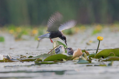 BUITEN BEELD Foto: 28163