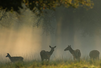 BUITEN BEELD Foto: 28395