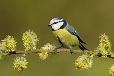 BUITEN BEELD Foto: 28894