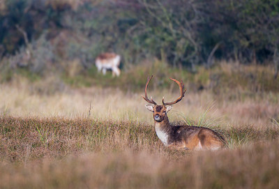 BUITEN BEELD Foto: 292232