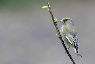 BUITEN BEELD Foto: 293194