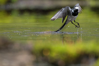 BUITEN BEELD Foto: 293269