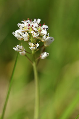 BUITEN BEELD Foto: 297596