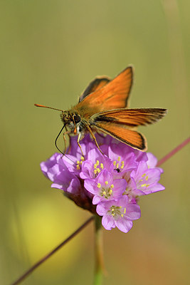 BUITEN BEELD Foto: 298225