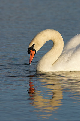 BUITEN BEELD Foto: 29560