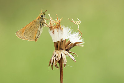 BUITEN BEELD Foto: 299311