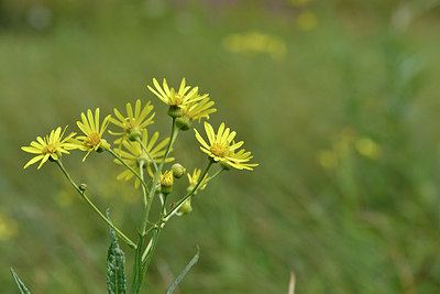 BUITEN BEELD Foto: 301412