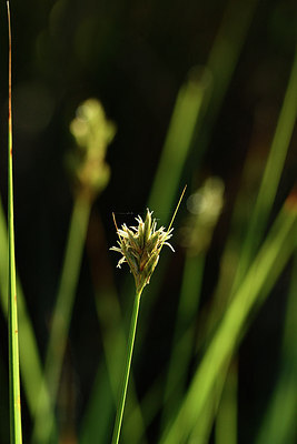 BUITEN BEELD Foto: 303730