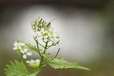 BUITEN BEELD Foto: 309580