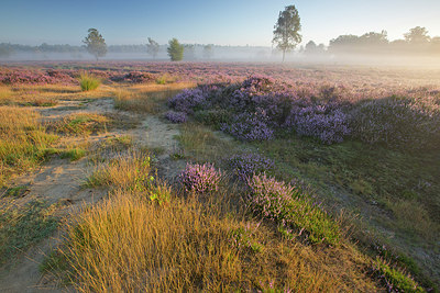 BUITEN BEELD Foto: 310484