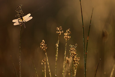 BUITEN BEELD Foto: 310767