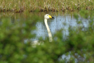 BUITEN BEELD Foto: 318985