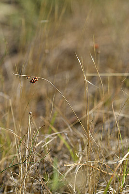 BUITEN BEELD Foto: 323058