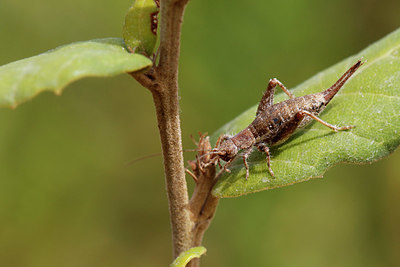 BUITEN BEELD Foto: 324245