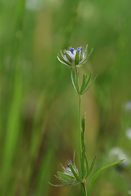 BUITEN BEELD Foto: 325819