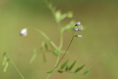 BUITEN BEELD Foto: 325987