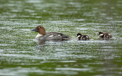 BUITEN BEELD Foto: 329270