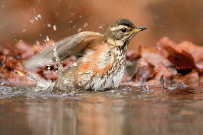 BUITEN BEELD Foto: 331254