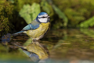 BUITEN BEELD Foto: 332459