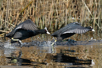 BUITEN BEELD Foto: 334528