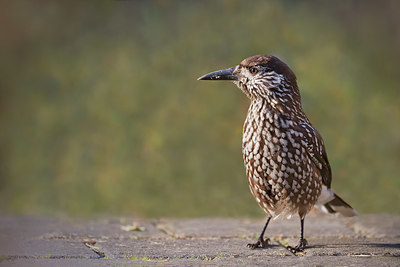 BUITEN BEELD Foto: 338187