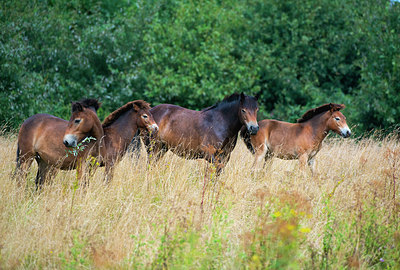 BUITEN BEELD Foto: 339138