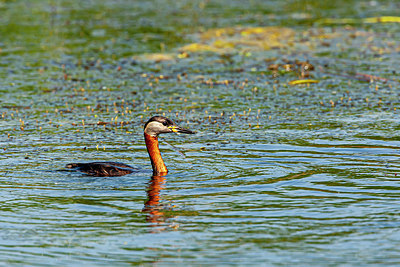 BUITEN BEELD Foto: 340911