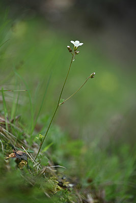 BUITEN BEELD Foto: 342340