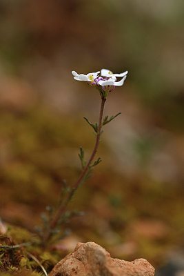 BUITEN BEELD Foto: 342621